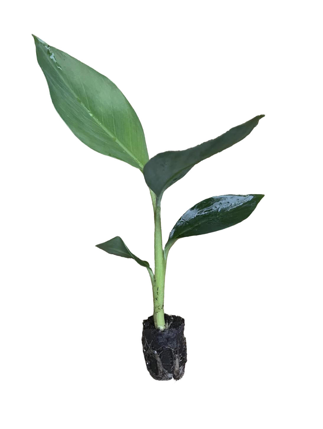 Mona Lisa Banana Plant, rare Musa FHIA-02 variety, lush green foliage from Florida Plants Nursery.