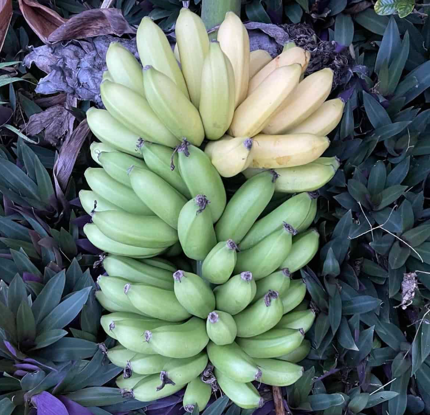 Rare Mona Lisa Banana Plant Musa FHIA-02 by Florida Plants Nursery, healthy green banana plant with broad leaves.