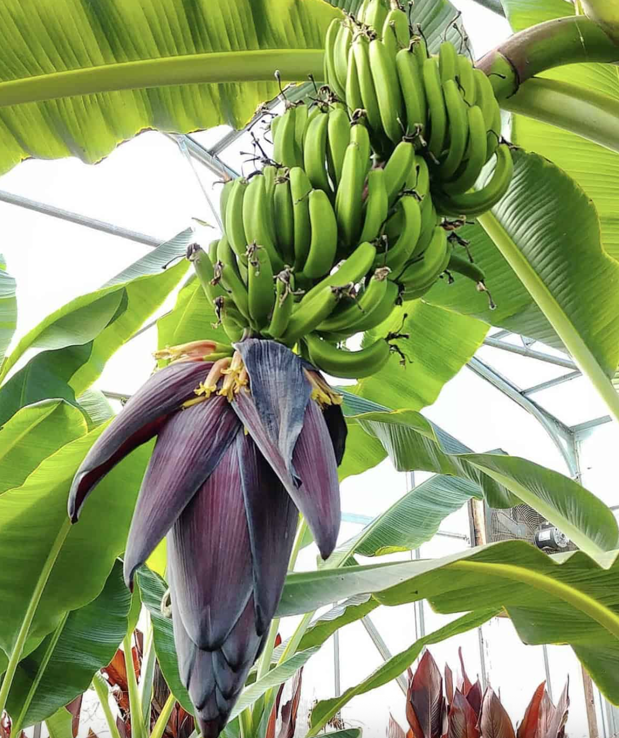 Rare Mona Lisa Banana Plant Musa FHIA-02 from Florida Plants Nursery, showing lush green leaves and healthy growth.