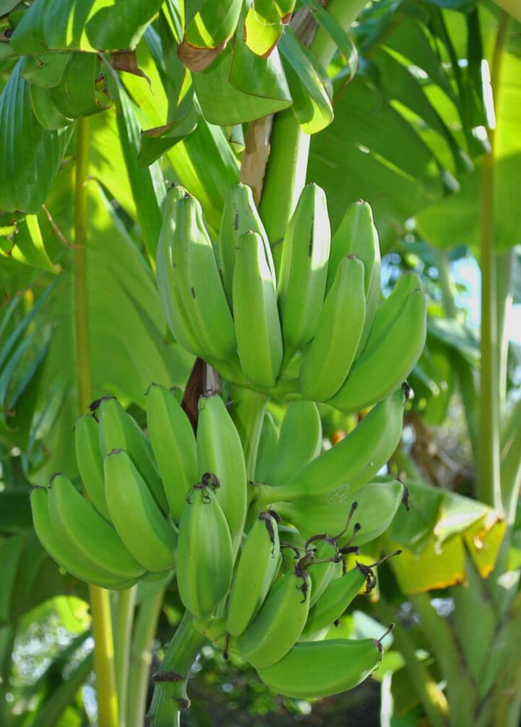 Mona Lisa Banana Plant Musa FHIA-02, rare banana plant with lush green leaves, grown by Florida Plants Nursery