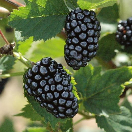 Thornless Natchez Blackberry plant from Florida Plants Nursery with green leaves and developing blackberries.