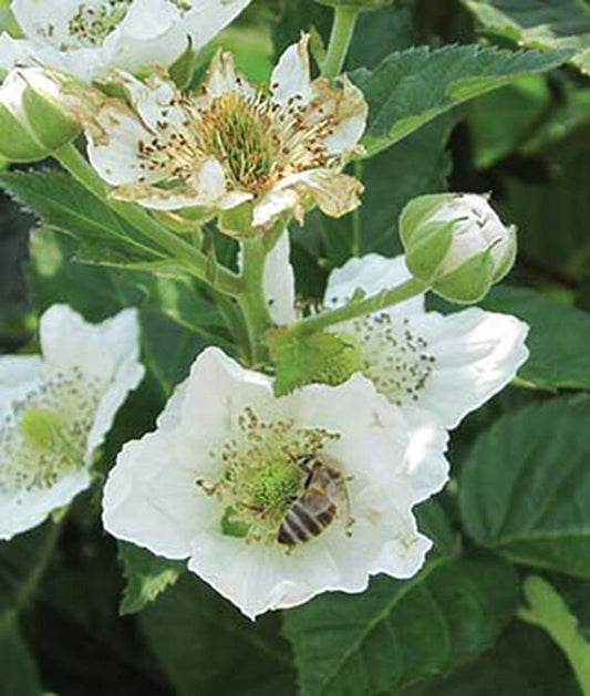 Thornless Natchez Blackberry plant from Florida Plants Nursery with lush green leaves and ripe blackberries ready to harvest.