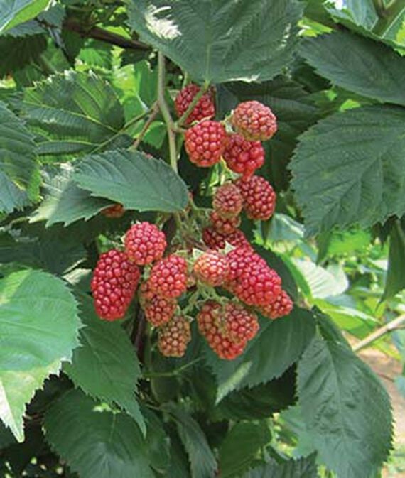 Thornless Natchez Blackberry bush from Florida Plants Nursery with lush green leaves and developing blackberries.