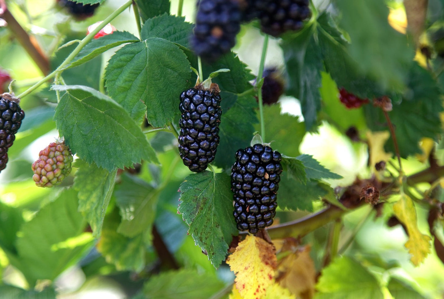 Thornless Natchez Blackberry plant from Florida Plants Nursery with lush green leaves and healthy canes.