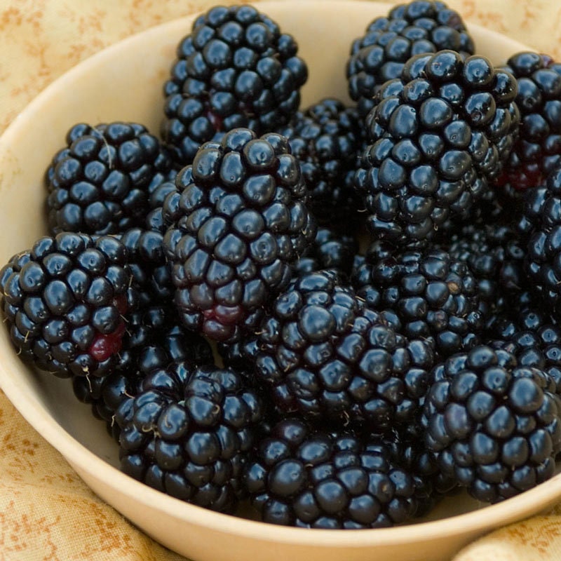 Thornless Natchez Blackberry from Florida Plants Nursery showing lush green leaves and ripe blackberries on the vine.