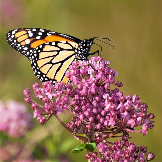 Pink Milkweed plant from Florida Plants Nursery with vibrant pink flowers and green foliage, ideal for butterfly gardens.