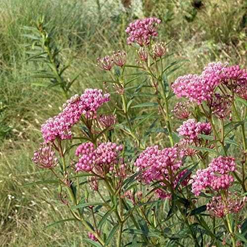 Pink Milkweed plant from Florida Plants Nursery with vibrant pink flowers and lush green foliage.