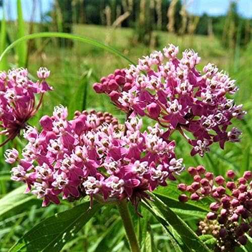 Pink Milkweed Plant from Florida Plants Nursery with vibrant pink flowers and green foliage.