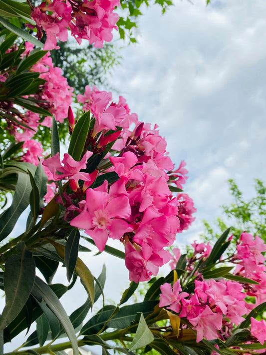 Pack of 3 pink Oleander plants from Florida Plants Nursery, live Nerium Oleander, 6-8 inches tall, healthy flowering shrubs.