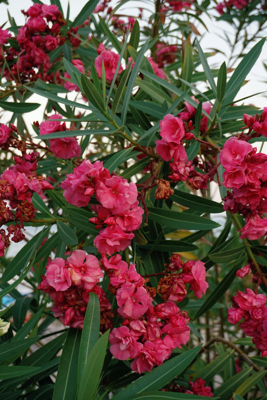 Pack of 3 live pink Oleander plants from Florida Plants Nursery, 6-8 inches tall, featuring vibrant, flowering Nerium Oleander.