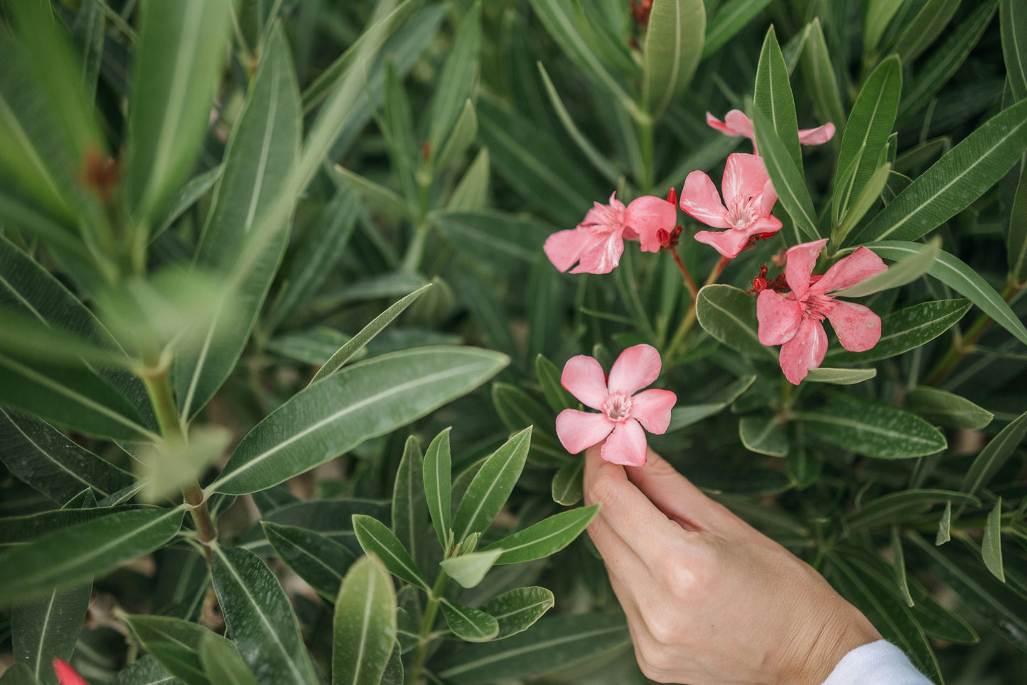 Pack of 3 pink Oleander plants, live Nerium Oleander, 6-8 inches tall, healthy and vibrant, from Florida Plants Nursery.