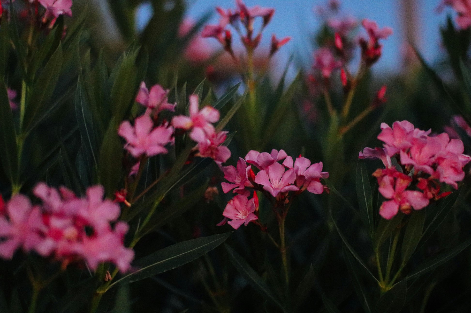 Pack of 3 pink Oleander plants, Nerium Oleander, 6-8 inches tall, with vibrant blossoms, from Florida Plants Nursery.