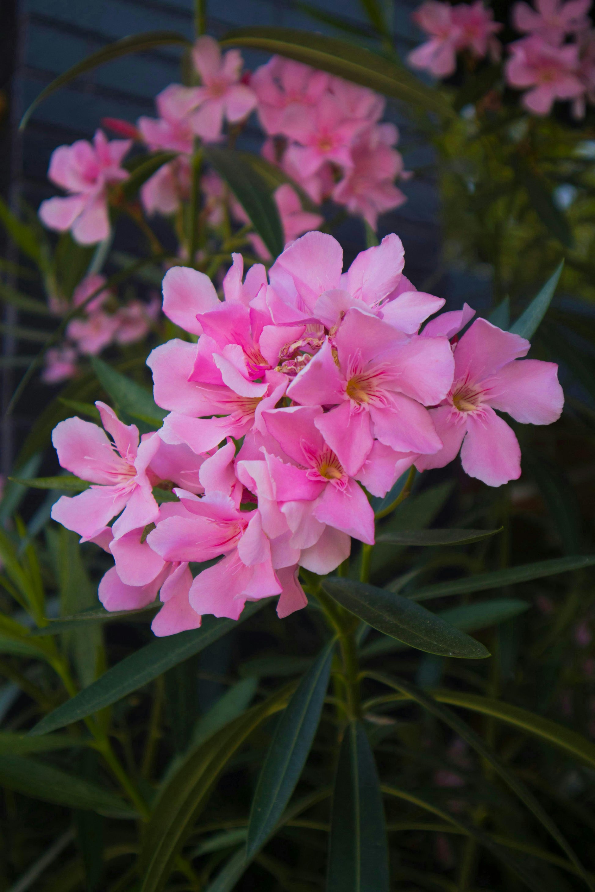 Pack of 3 live pink Oleander plants from Florida Plants Nursery, Nerium Oleander, 6-8 inches tall, vibrant flowering shrubs
