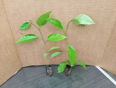 Purple Passion Fruit Tree from Florida Plants Nursery with lush green foliage and vibrant purple fruit clusters.