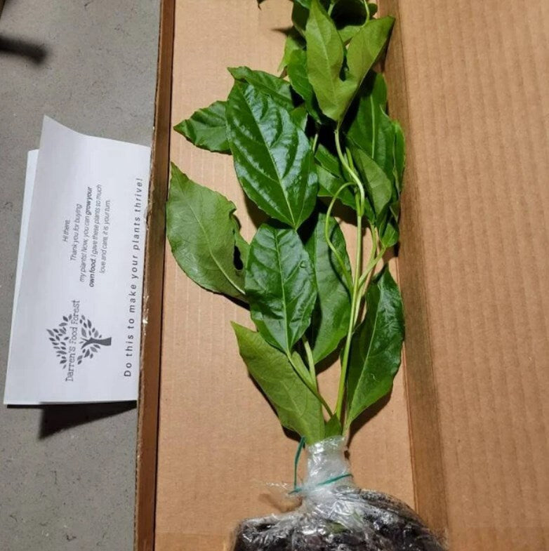 Purple Passion Fruit Tree from Florida Plants Nursery with vibrant purple fruit and lush green foliage.