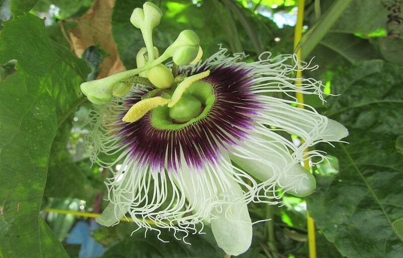 Purple Passion Fruit Tree from Florida Plants Nursery with lush green foliage and vibrant purple fruit hanging from the branches.