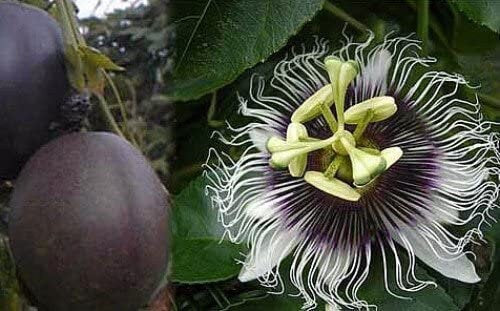 Purple Passion Fruit Tree from Florida Plants Nursery with vibrant purple passion fruit hanging from lush green foliage.