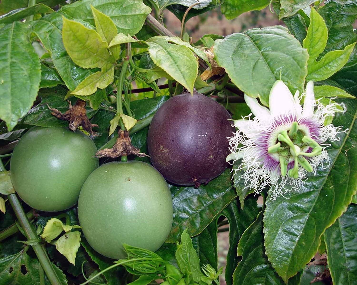 Purple Passion Fruit Tree from Florida Plants Nursery with lush green foliage and vibrant purple passion fruit hanging from the branches.