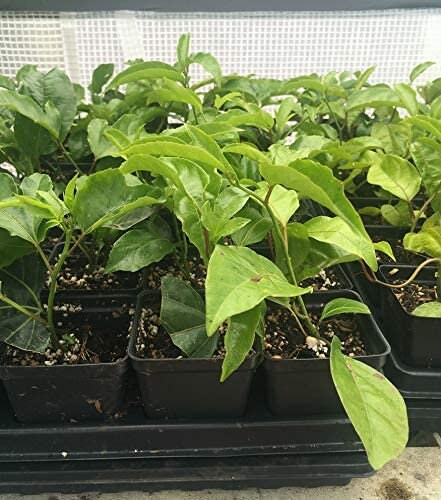 Purple Passion Fruit Tree from Florida Plants Nursery with vibrant purple passion fruit hanging from lush green foliage.