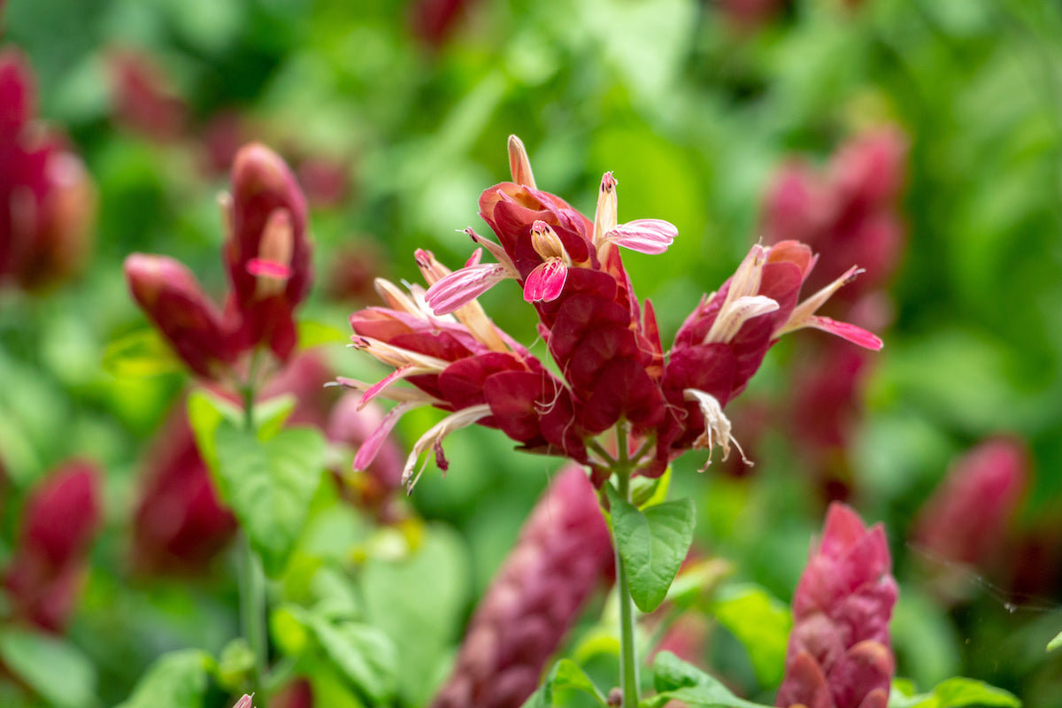 Three Red Shrimp Plants from Florida Plants Nursery with vibrant red foliage and lush green leaves in a garden setting.