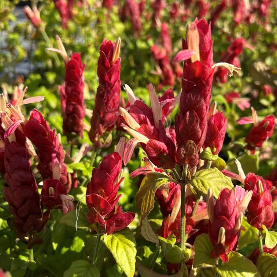 Red Shrimp Plant pack of 3 from Florida Plants Nursery, showing vibrant red foliage and lush green stems in a garden setting.