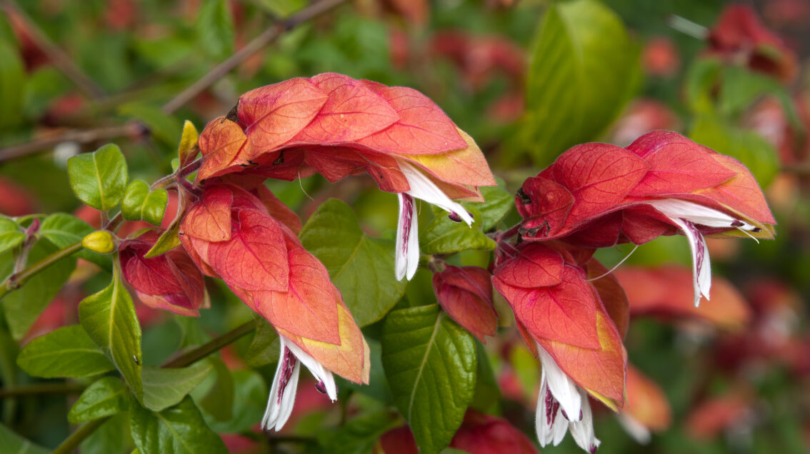 Three Red Shrimp Plants from Florida Plants Nursery with vibrant red foliage and lush green leaves, potted for outdoor gardening.