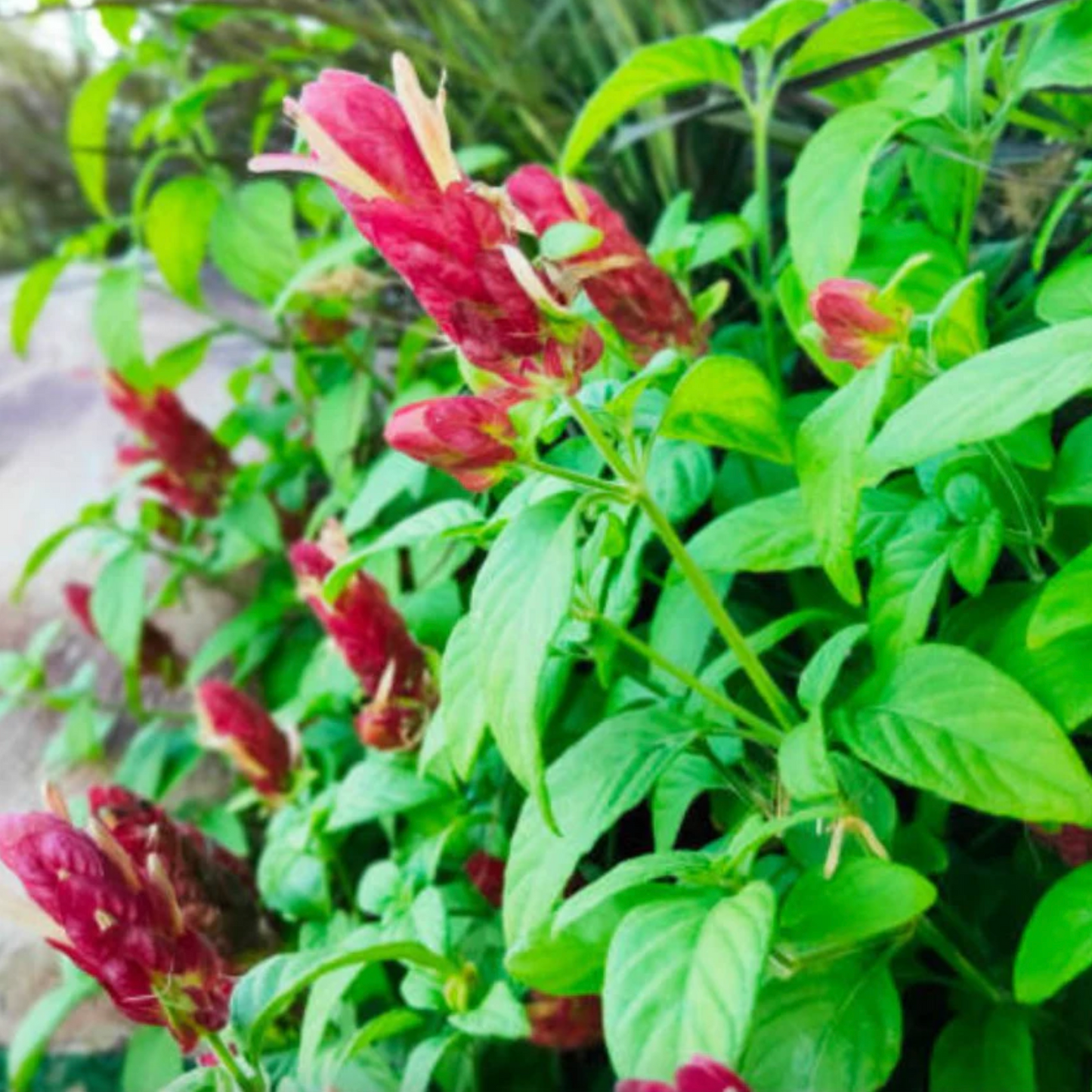 Pack of 3 red shrimp plants from Florida Plants Nursery showing lush green foliage and vibrant red blooms.