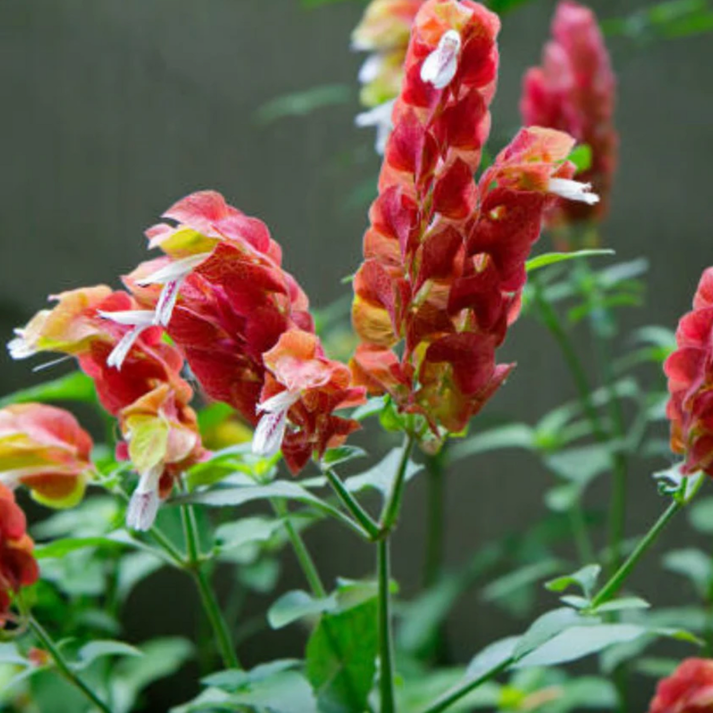 Red Shrimp Plant pack of 3 from Florida Plants Nursery featuring vibrant red foliage and lush green leaves.