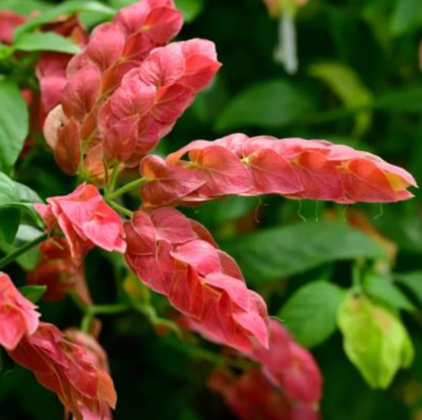 Red Shrimp Plant pack of 3 from Florida Plants Nursery, showing vibrant red foliage and lush green leaves.