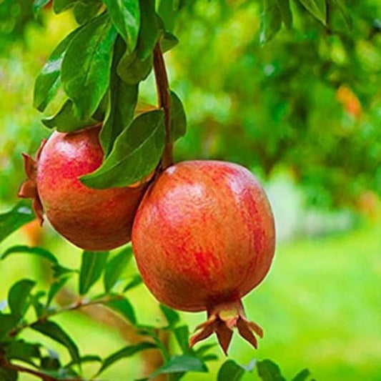 Salavatski pomegranate tree from Florida Plants Nursery with lush green foliage and developing fruit on branches.