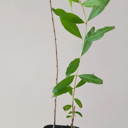 Salavatski pomegranate tree from Florida Plants Nursery with lush green foliage and developing fruit on branches.
