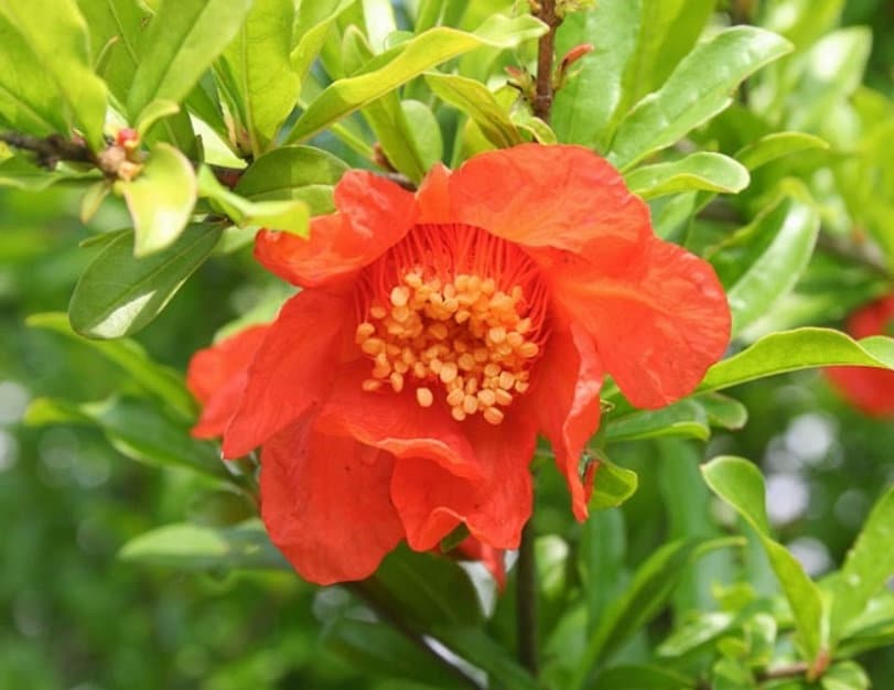 Salavatski pomegranate tree from Florida Plants Nursery with lush green leaves and developing fruit on branches.