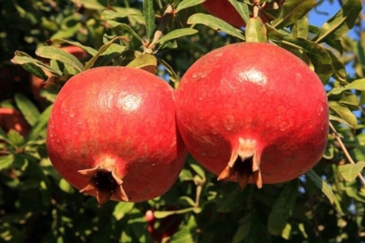 Salavatski pomegranate tree from Florida Plants Nursery with lush green foliage and developing fruit in a garden setting.