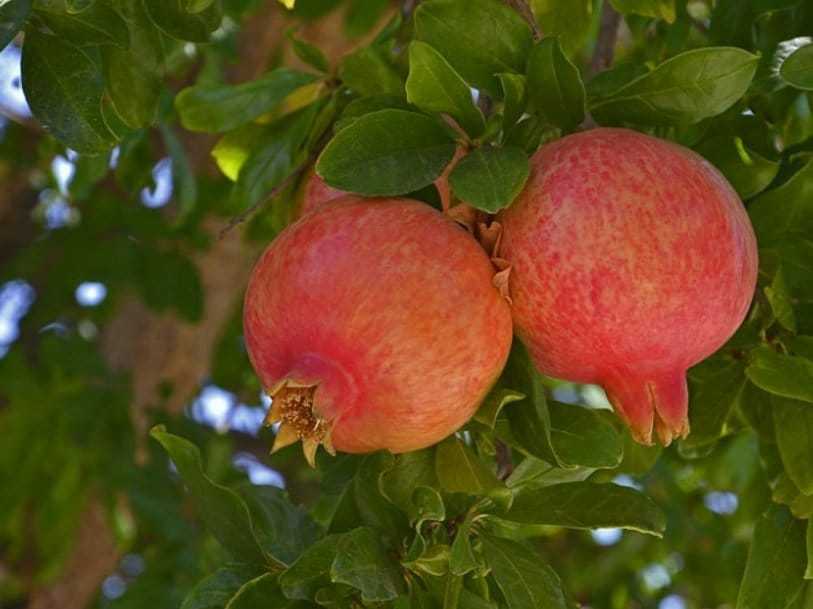 Salavatski pomegranate tree from Florida Plants Nursery with lush green foliage and developing fruit.