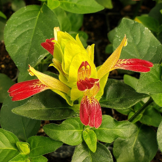 Three shrimp plant ‘Fruit Cocktail’ shrubs from Florida Plants Nursery, showcasing vibrant green foliage and red flower clusters.