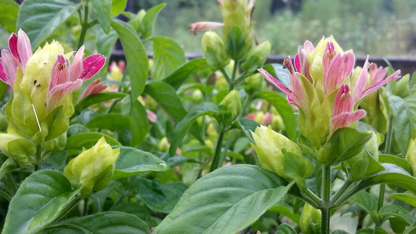 Three Shrimp Plant ‘Fruit Cocktail’ potted plants from Florida Plants Nursery, showcasing vibrant foliage and unique flowering blooms.