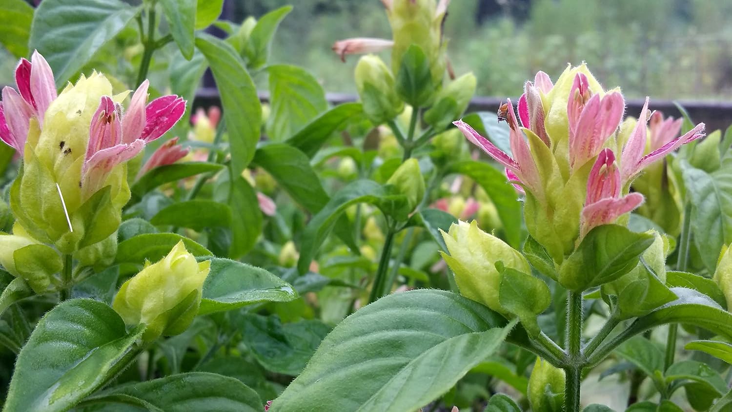 Three Shrimp Plant ‘Fruit Cocktail’ potted plants from Florida Plants Nursery, showcasing vibrant foliage and unique flowering blooms.