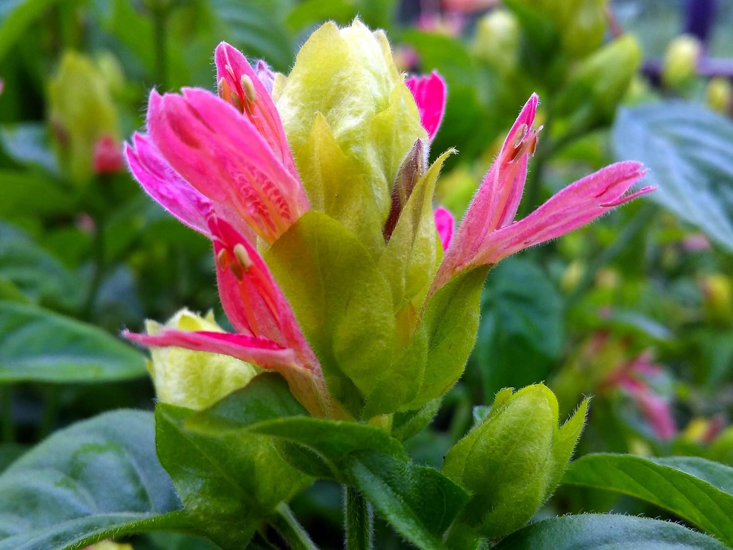 Three Shrimp Plant 'Fruit Cocktail' shrubs from Florida Plants Nursery with lush green foliage and vibrant red flowers.