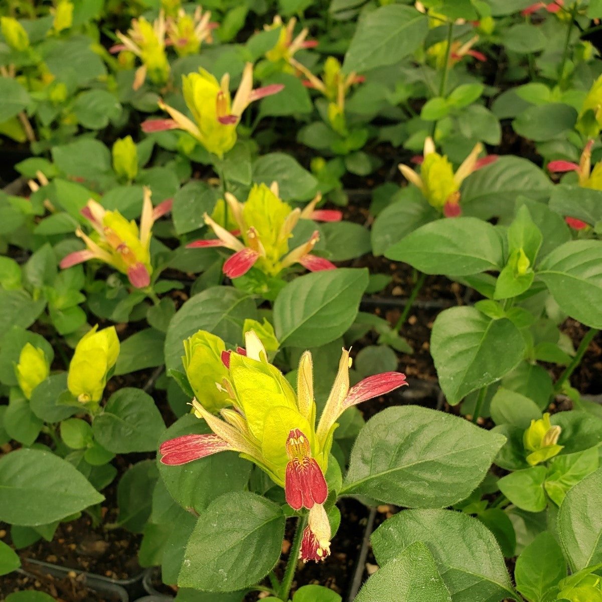 Three Shrimp Plant ‘Fruit Cocktail’ potted plants from Florida Plants Nursery, showcasing vibrant foliage and colorful bracts.