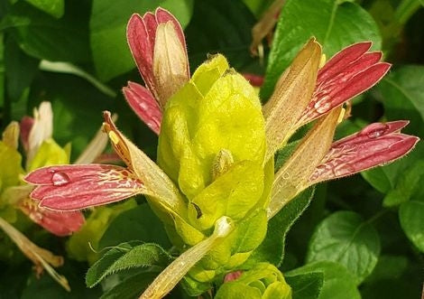 Three Shrimp Plant 'Fruit Cocktail' seedlings from Florida Plants Nursery, showcasing vibrant foliage and young growth.