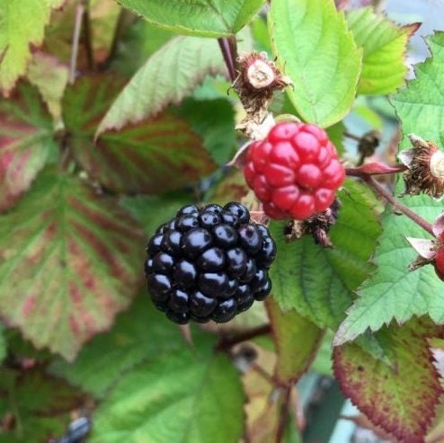 Triple Crown blackberry plant from Florida Plants Nursery, showing healthy blackberry canes with ripe berries and lush green leaves.