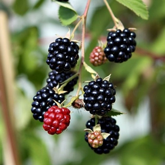 Healthy Triple Crown blackberry plant from Florida Plants Nursery with lush green leaves and ripe blackberries.