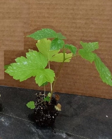 Healthy Triple Crown blackberry plant from Florida Plants Nursery with lush green leaves and ripe blackberries.