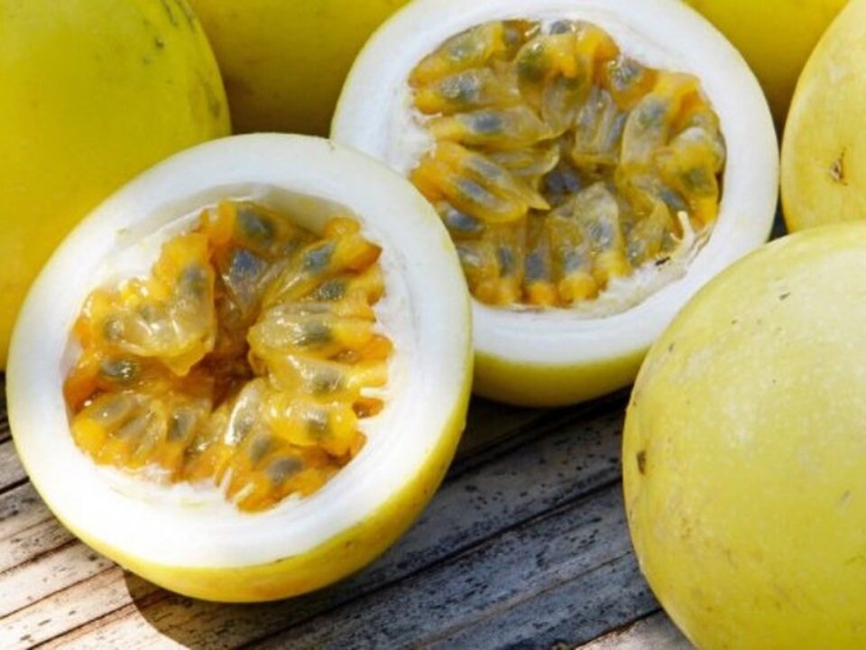 Yellow passion fruit from Florida Plants Nursery, ripe yellow fruit hanging on a vine with green leaves.