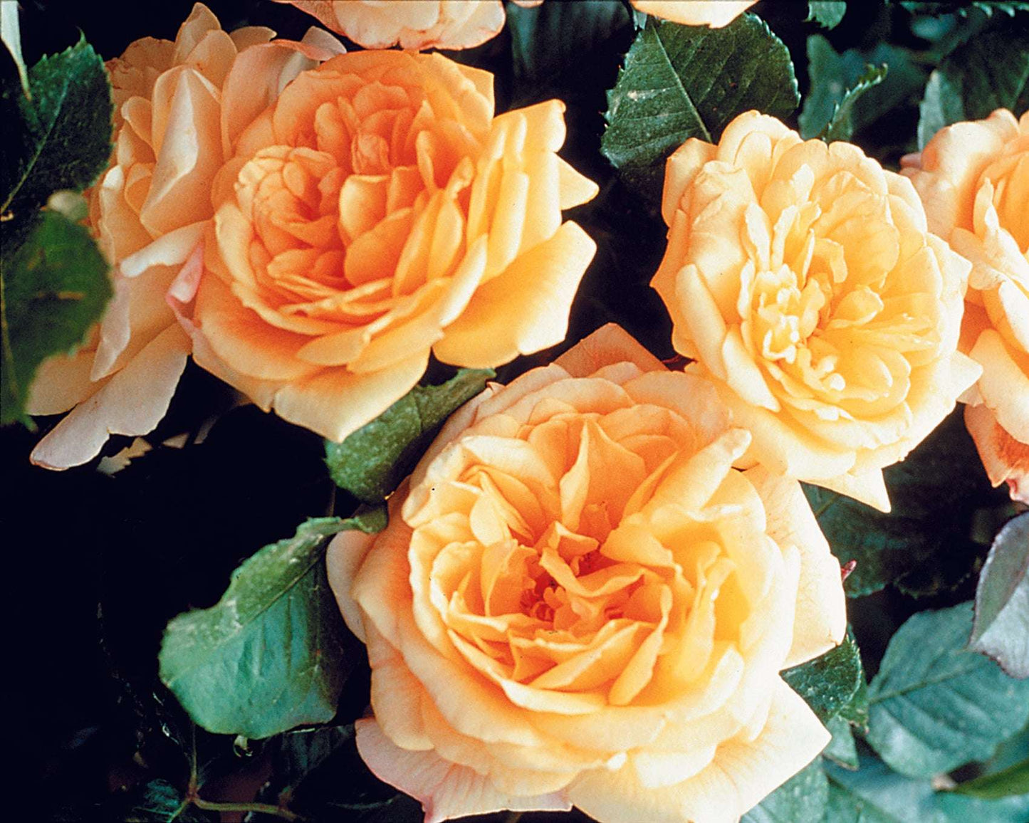 Garden Sun Yellow Climbing Rose 1.5 Gallon Pot - Blessings Grow Meadows