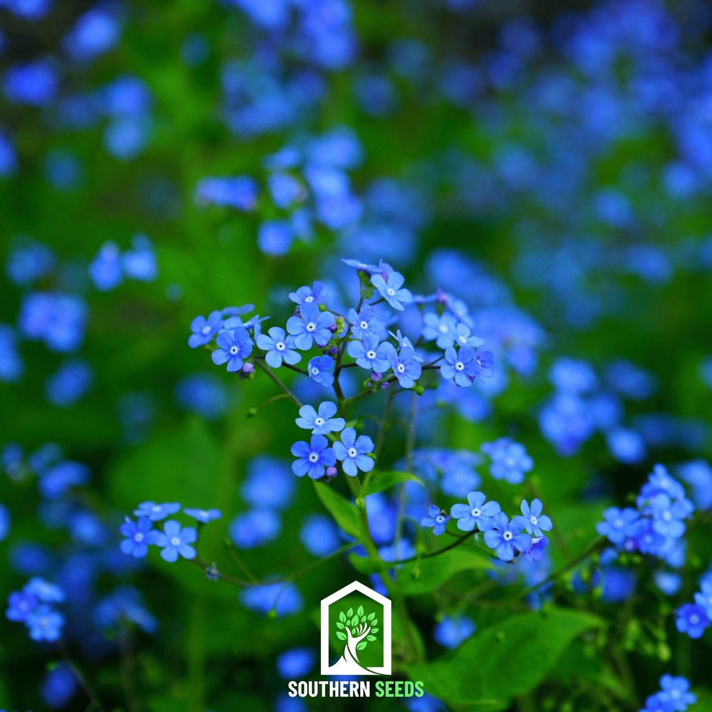 Forget Me Not seeds by Southern Seeds, showing 100 tiny blue Forget Me Not (Myosotis sylvatica) seeds for planting.
