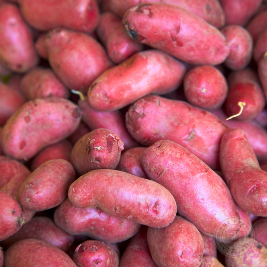 Fresh French Fingerling potatoes from The Farm On Central, showcasing small, elongated yellow tubers with smooth skin.