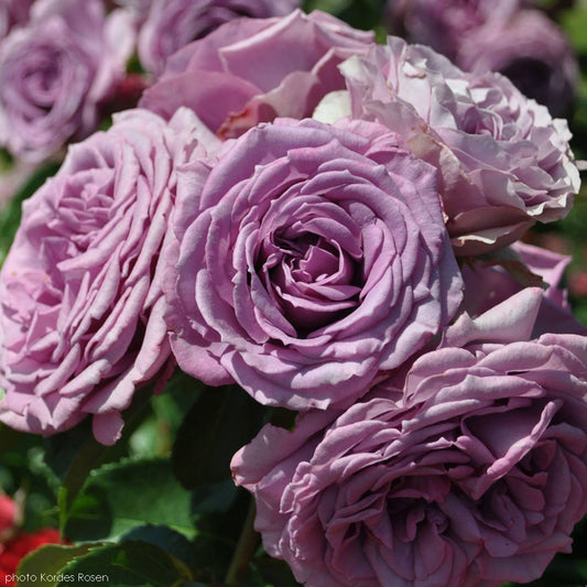Purple Arborose Quicksilver climbing rose plant in a 1.5-gallon pot, vibrant blooms, lush green foliage, from Fresh Garden Living.