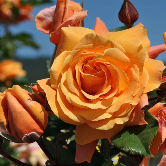 Orange climbing rose plant in a 1.5-gallon pot with vibrant tangerine-colored blooms, from Fresh Garden Living.