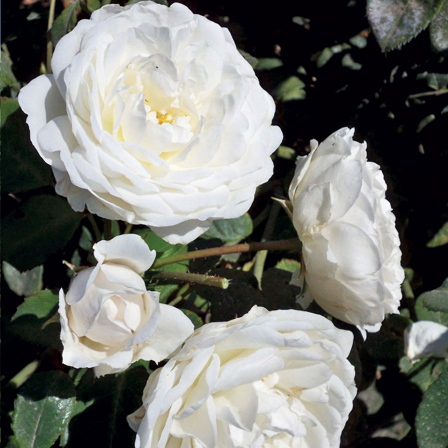 Fresh Garden Living Cloud 10 Climbing Rose plant with lush green stems and vibrant pink blossoms, ideal for garden trellises.